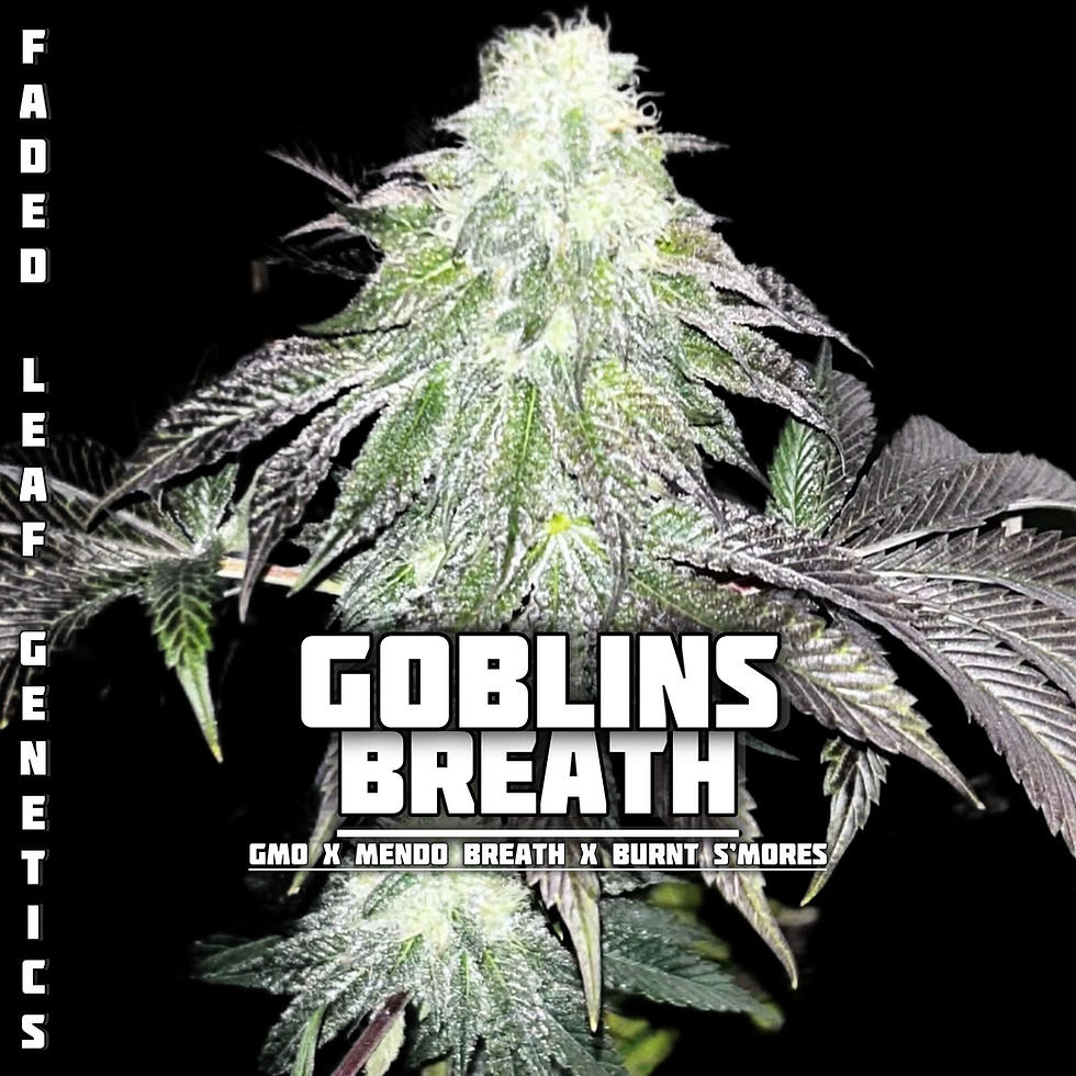 Thumbnail: Goblins Breath - Photoperiod (fem) 