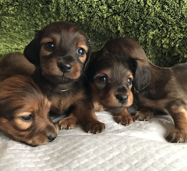 千葉犬様 リクエスト 2点 まとめ商品 犬柴様 リクエスト 2点 まとめ商品