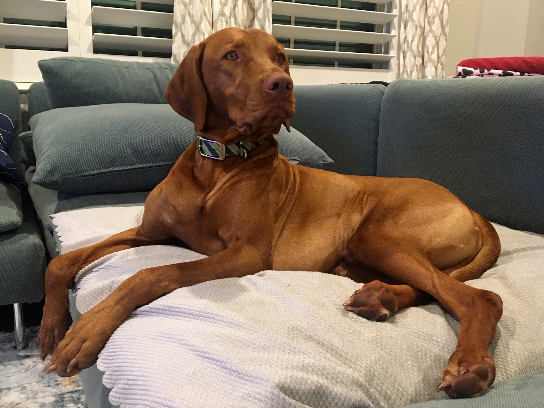 Vizsla Puppies Austin Texas Vizsla Puppies Austin Texas Breeding