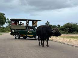 Wildlife Viewing South Africa