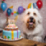 show dog eating birthday cake.jpg