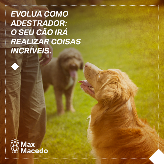 Entendendo o Aprendizado Canino: O Guia Definitivo!