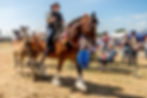 Shire Horses