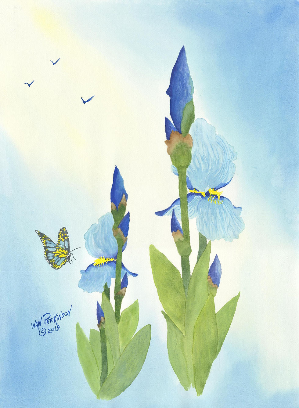 Butterfly & Iris