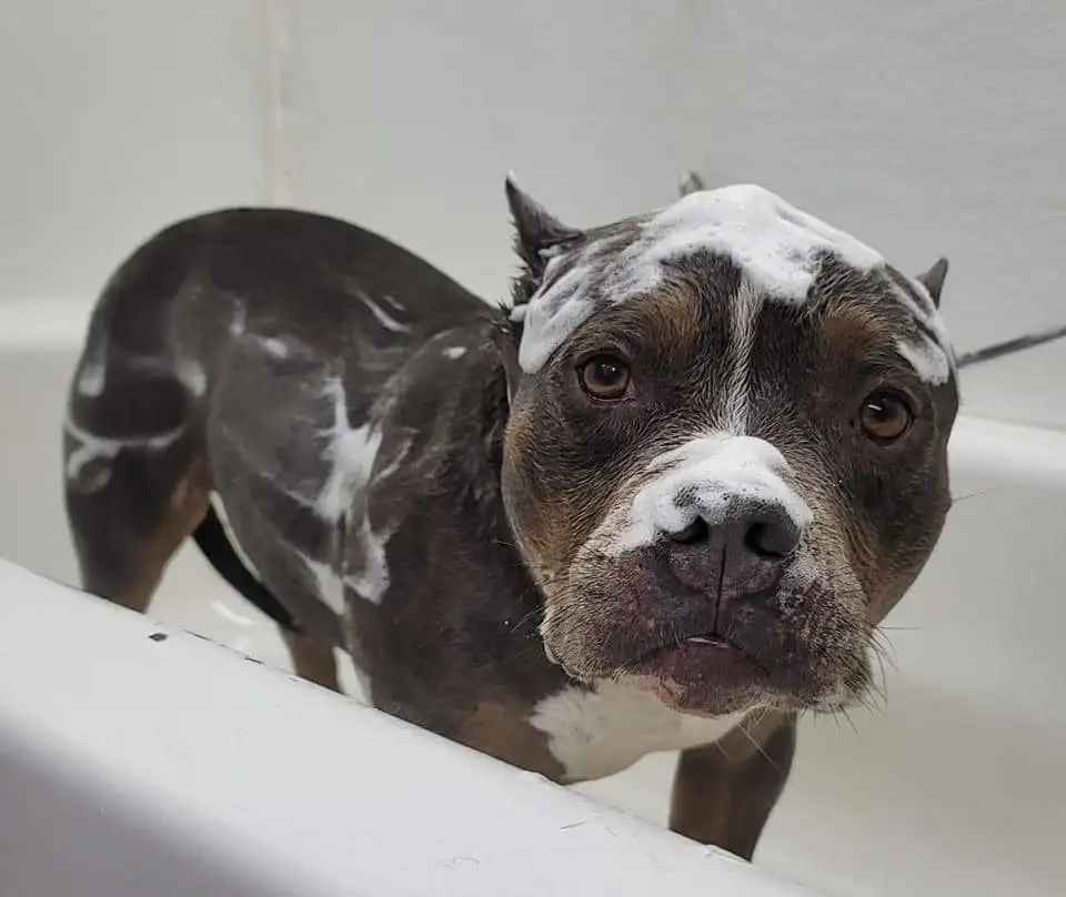 Moose-bath.webp