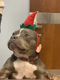 Moose-elf.webp