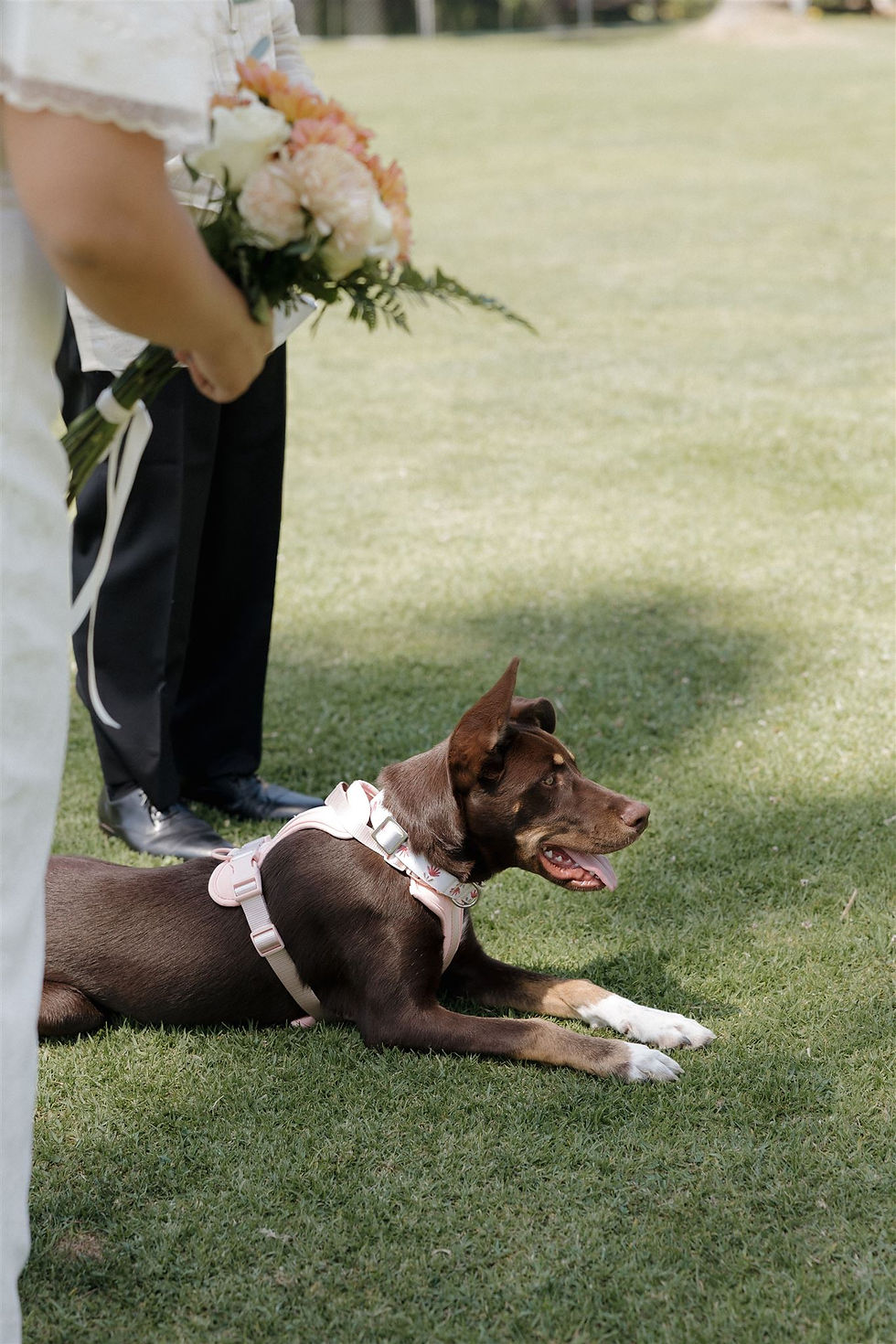 Dog at intimate Santa Barbara wedding by MacKenzie Rana Photography