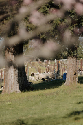 Goats in winery vineyard