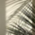 palm leaf shadow.jpg