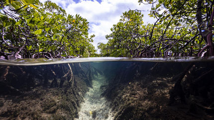 A life surrounded by science