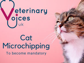 Cat Microchipping is to become mandatory