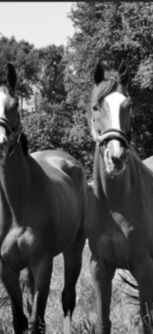 chevaux reconvertis
