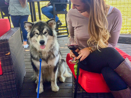 Dog Friendly Wineries in the Dry Creek and Alexander Valleys (Near Healdsburg, CA)