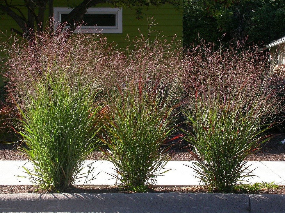 Ornamental Switchgrass
