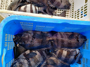 25년 7월 1일 조황