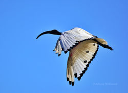African Sacred Ibis
