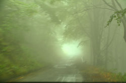 Impression of a Forest III