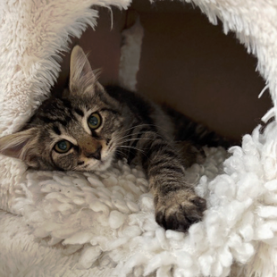 A tabby kitten peaks through the hole in her bed