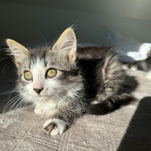a kitten in the sun