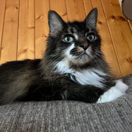 a long haired tabby cat with some white marks