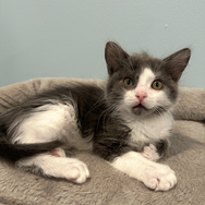 a grey and white kitten