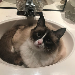 a siamese cat lies in a sink