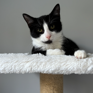 a black and white cat