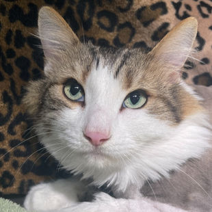 a white and tabby cat