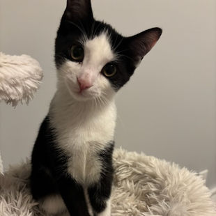 a black and white cat
