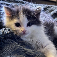 A long haired grey and and white kitten with green eyes