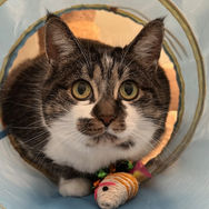 a tabby and white cat in a blue play tunnel with a yellow mouse toy