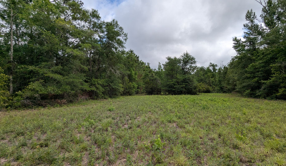 Open grassy field surrounded by dense pine trees