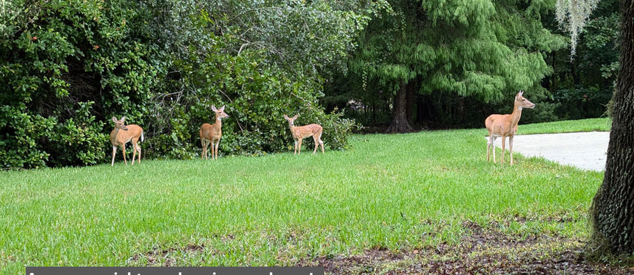 Four deer on a green lawn with trees, "A common sight... welcoming you home!"