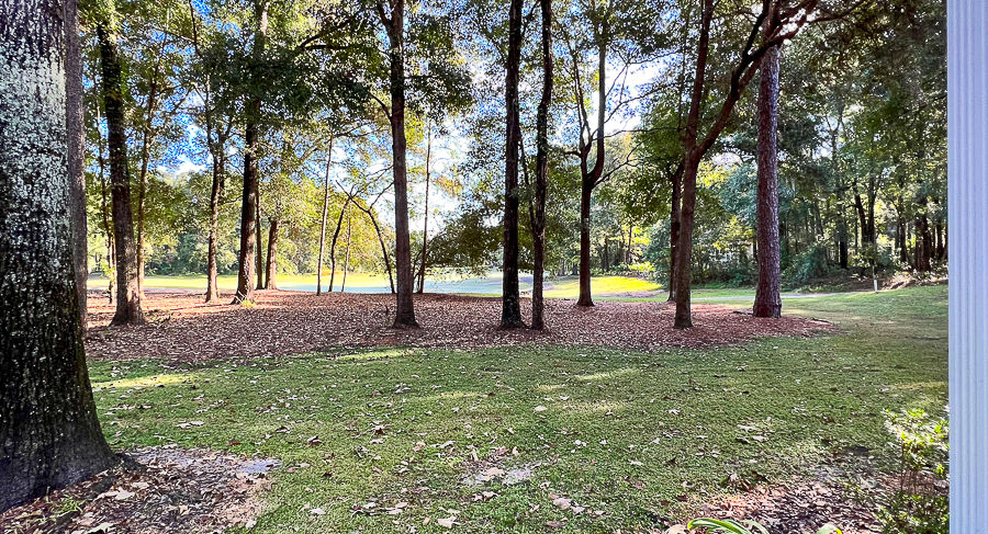 Trees in a park with green grass and a lake in the background.