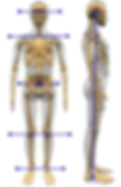 posture adjustment howard county