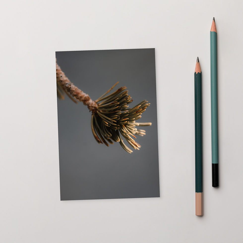 Thumbnail: Pine Tree Needles Postcard