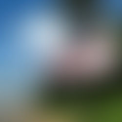 O SEGREDO DO FUTURO TÁ NA HISTÓRIA - Paula Borghi