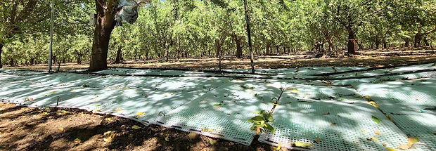 WaterPearls Mats in almond farm