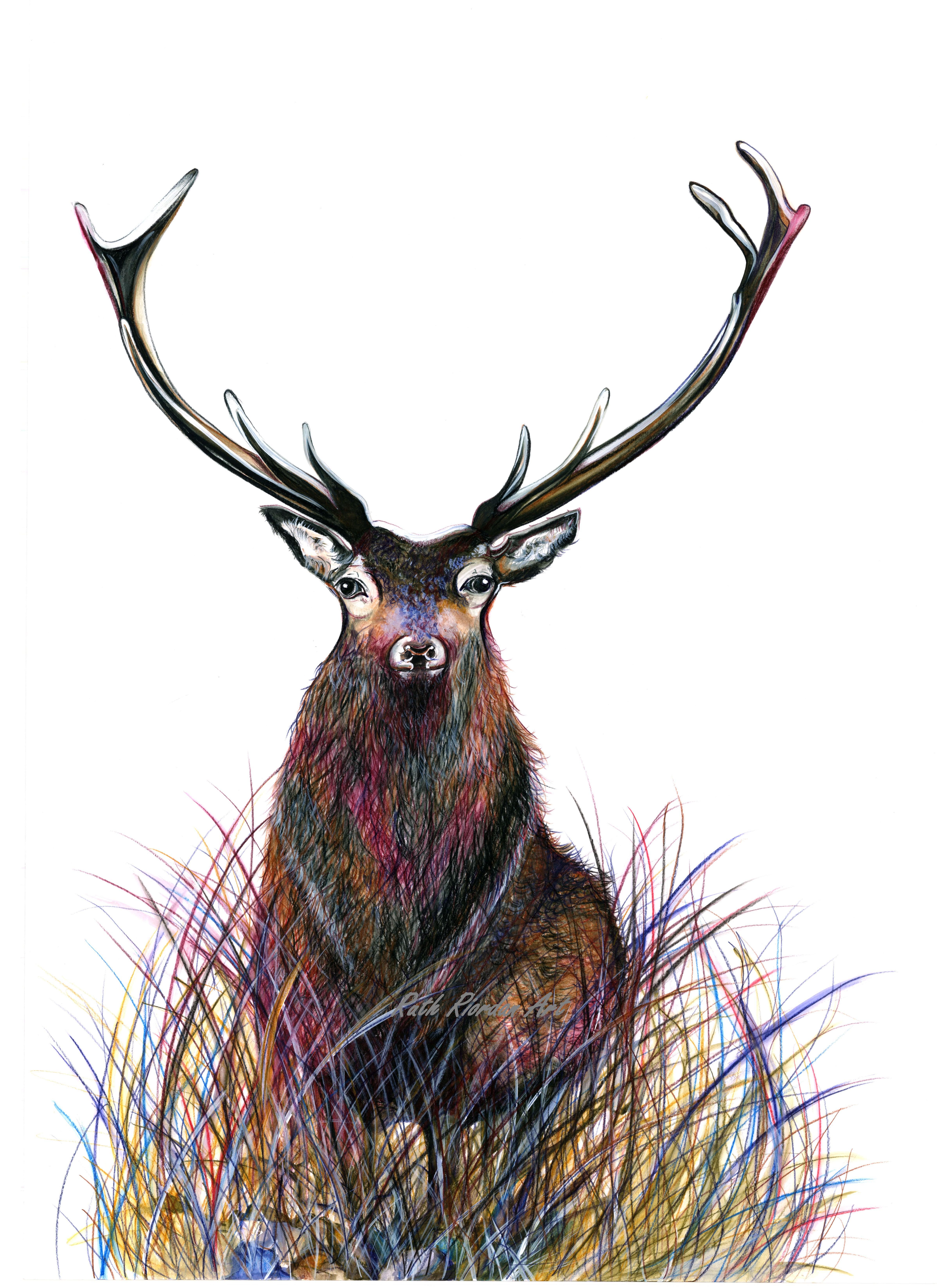 Stag