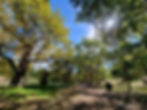 ALBERI.jpg