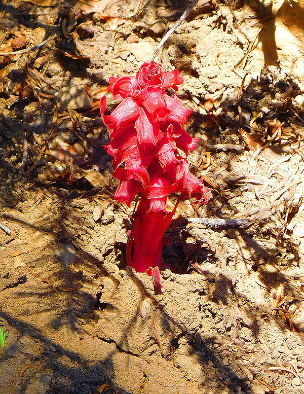 snowplant.jpg