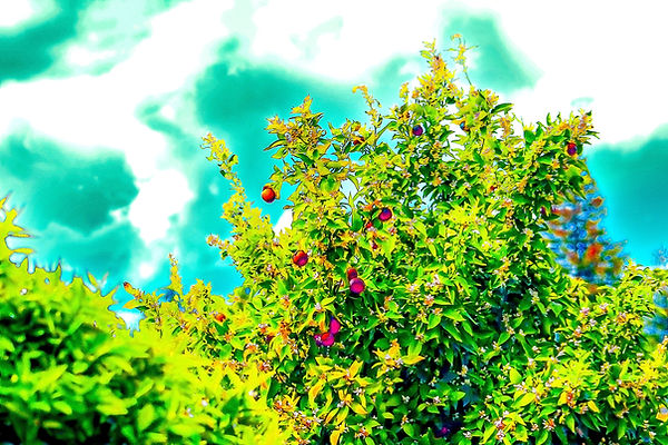 vibrantblooming.jpg