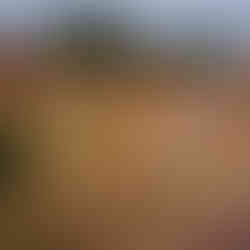 yellow canyon with trees