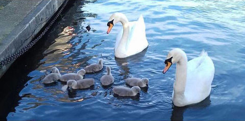 Swans 1.jpg