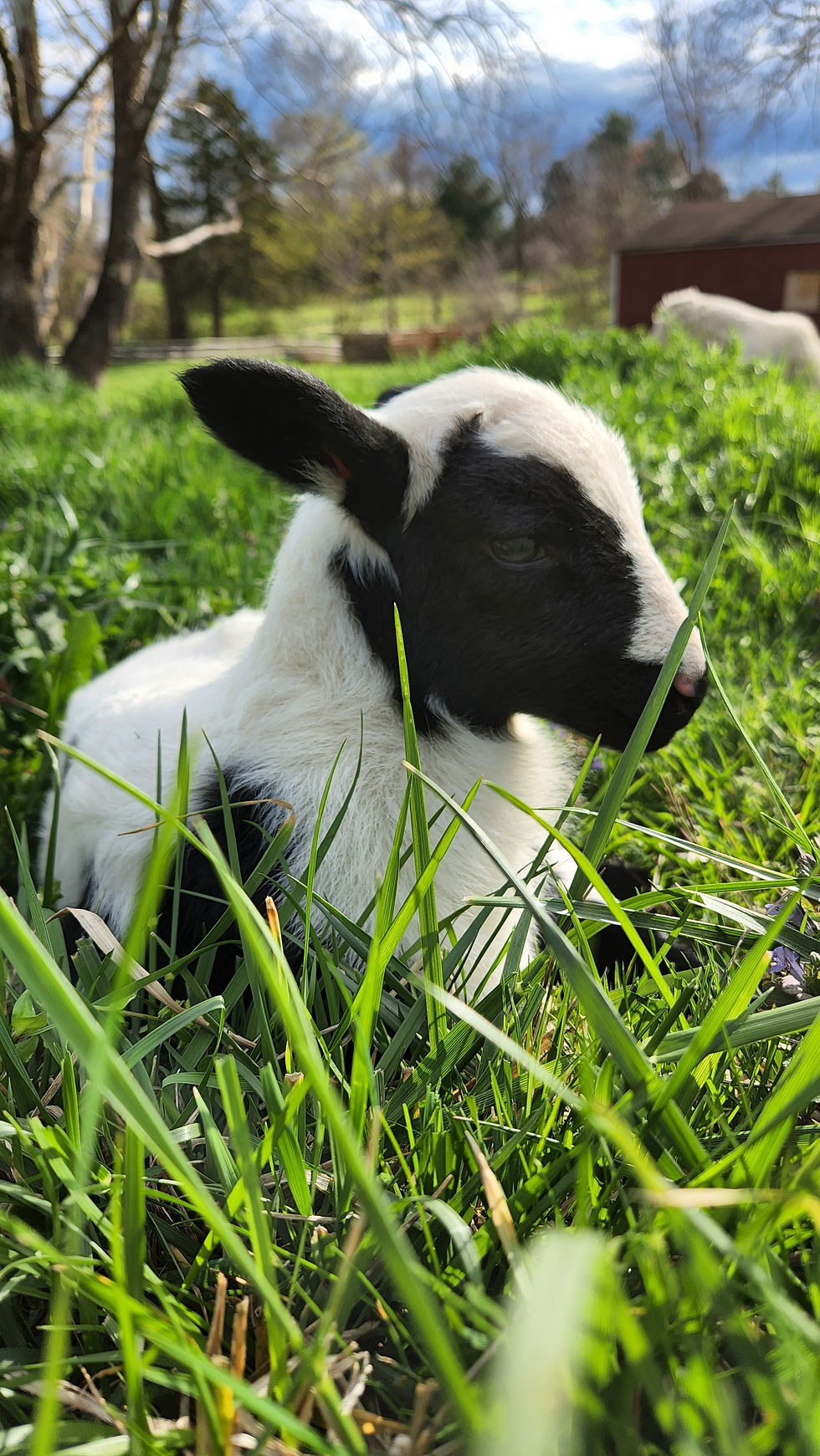 A baby lamb sits in green grass