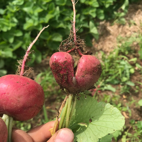 Heart radish from soil