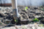 A shovel standing in the dirt, and green sprouting plants pop out of the soil.