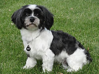 Colorado Malshi Puppies