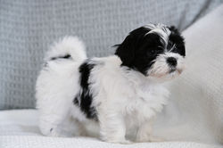 Molly Mae 4-29-26