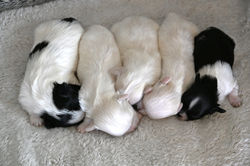 Olive's Spring 2026 litter